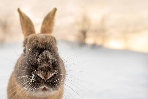 istock Dark brown typical Icelandic rabbit head-on with the ground completely covered in snow and the first light of dawn with head and eyes close-up looking at the camera. Traces of snow on his mustache and nose. 1472082600