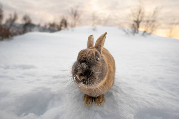 istock Dark brown typical Icelandic rabbit head-on with the ground completely covered in snow and the first light of dawn with head and eyes close-up looking at the camera. Traces of snow on his mustache and nose. 1472082601