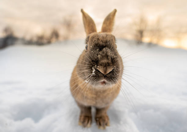 istock Dark brown typical Icelandic rabbit head-on with the ground completely covered in snow and the first light of dawn with head and eyes close-up looking at the camera. Traces of snow on his mustache and nose. 1472082608