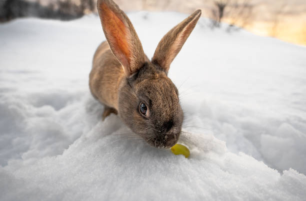 istock Typical dark brown rabbit from Iceland eating a grape with the ground completely covered in snow and the first light of dawn with traces of snow and ice on its mustache and nose. 1472082610