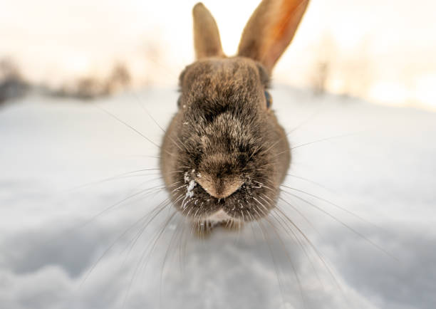 Dark brown typical Icelandic rabbit head-on with the ground completely covered in snow and the first light of dawn with head and eyes close-up looking at the camera. Traces of snow on his mustache and nose.