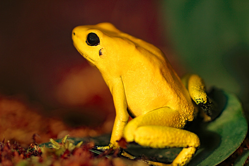Mantella baroni (known as Baron's mantella, the variegated golden frog, or the Madagascar poison frog. Poisonous endemic frog in the family Mantellidae. Reserve Peyrieras Madagascar wildlife animal