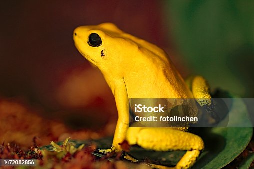 istock Yellow poison dart frog 1472082856
