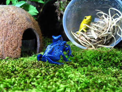 Blue and yellow poison dart frogs.
