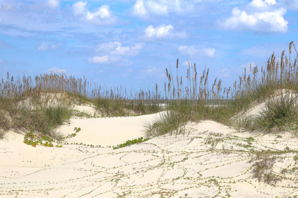 cumberland island dune looks - sand dune cumberland island beach sand stock-fotos und bilder