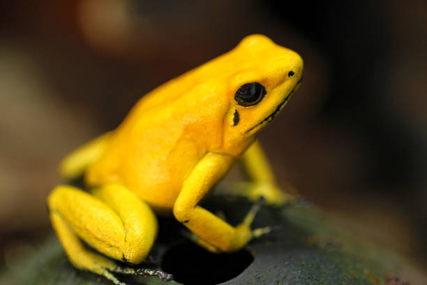 istock Yellow poison dart frog 1472082896