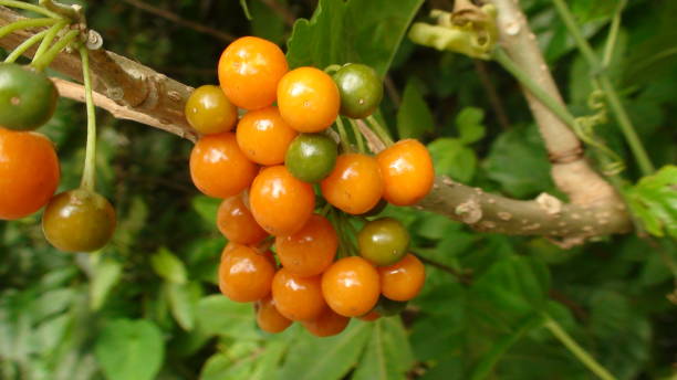 istock plant fruit thrush fruit - acnistus arborescens 1472084510