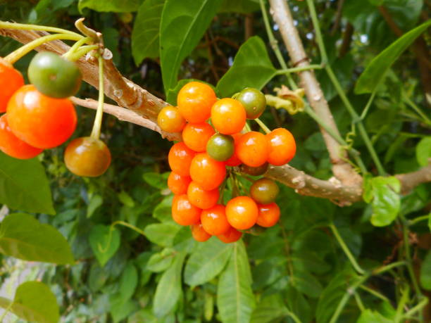 istock plant fruit thrush fruit - acnistus arborescens 1472084513