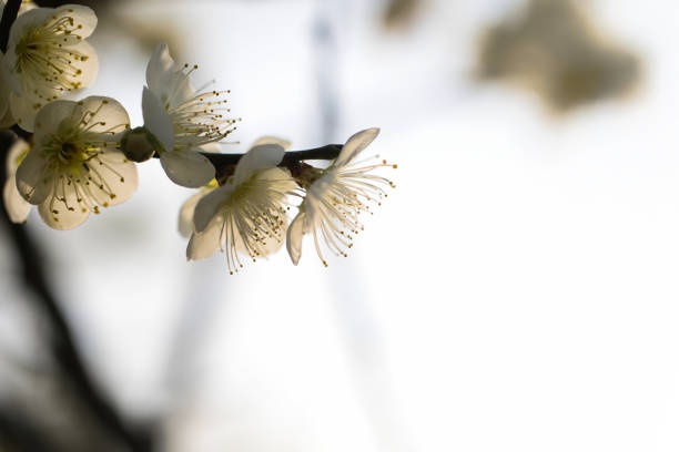 Fluffy and cute white plum blossoms in March