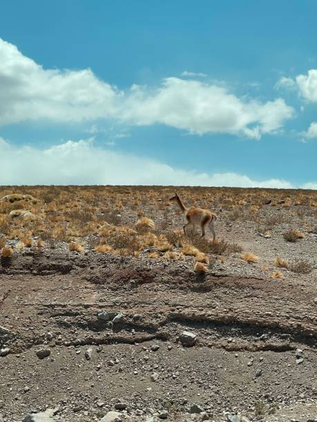 istock Animal in the desert 1472085518