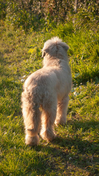 istock Hairy shepherd dog back in a field 1472086831