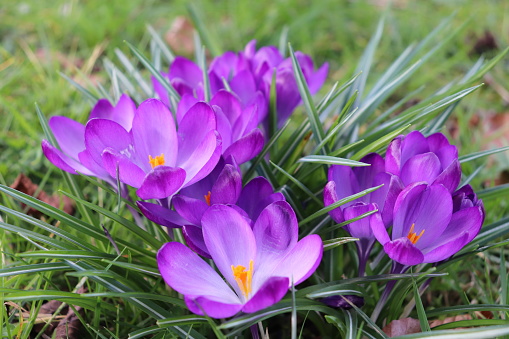 Early Spring Crocus in Snow series: group of flowers (shallow depth of field)