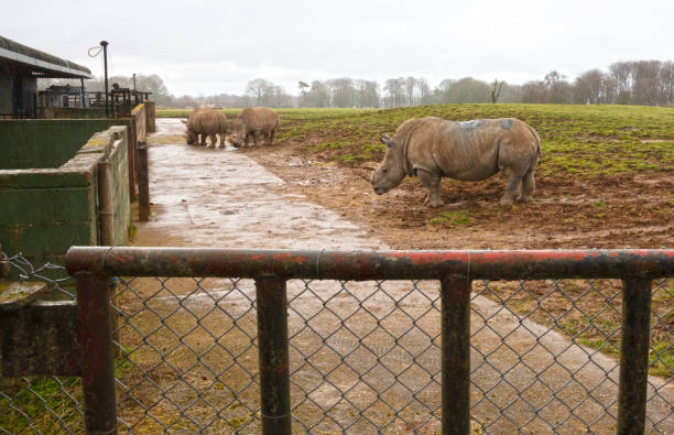 istock Southern White Rhino in a wet setting 1472087546
