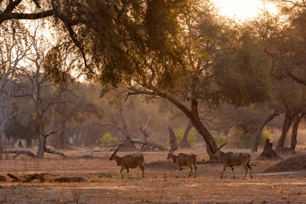 istock common eland in Mana Pools National Park 1472090959
