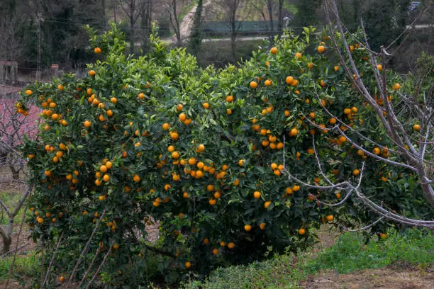 Orange tree full of ripe oranges ready for picking horizontal