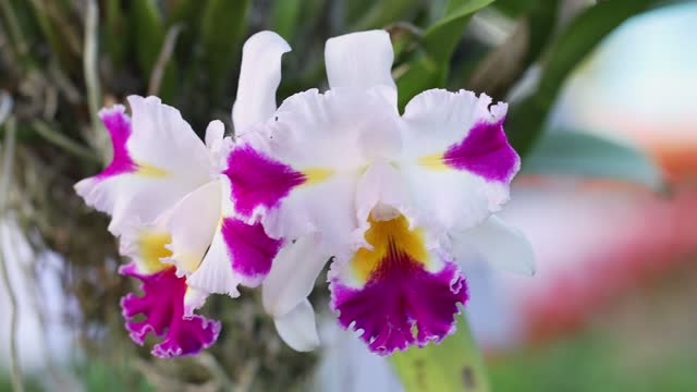 Cattleya orchid flower bloom in spring decoration the beauty of nature, A rare wild orchid decorated in tropical garden 4K