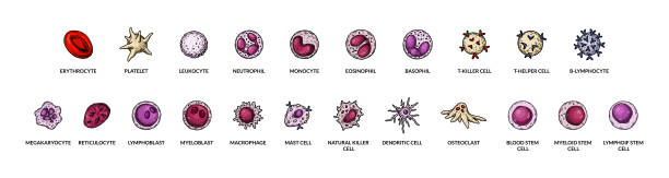さまざまな種類の血球に名前を付けました。教育、クラス、生物学の授業のための微生物学のポスター。スケッチスタイルの科学ベクターイラスト - blood cell red blood cell blood stem cell点のイラスト素材／クリップアート素材／マンガ素材／アイコン素材