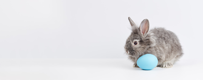 Bunny rabbit with painted blue egg on white background. Easter holiday concept.