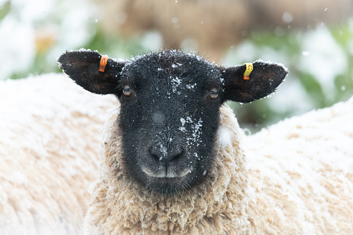 Scottish blackface ewe in the snow, close up photo of face.