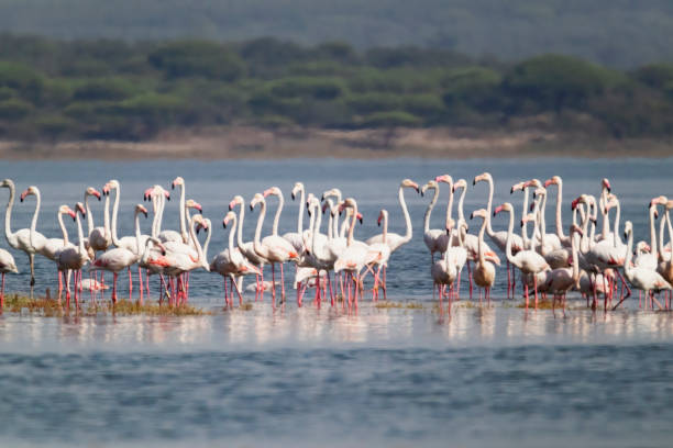 istock Flamingos in Portugal 1472100099