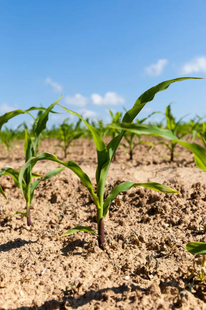 istock small green corn sprouts in the summer 1472100654