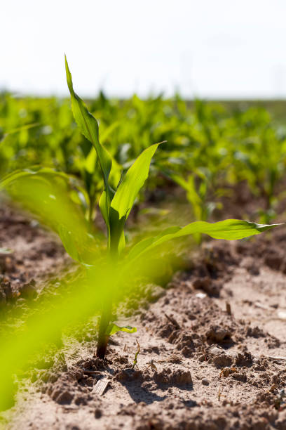 istock small green corn sprouts in the summer 1472100684