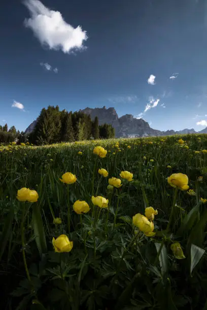 Photo of Yellow flowers with mount Pomagagnon in the background in Cortina d'Ampezzo, Italy