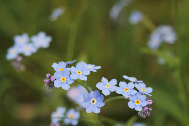 istock forget me not blue wild flowers 1472102123
