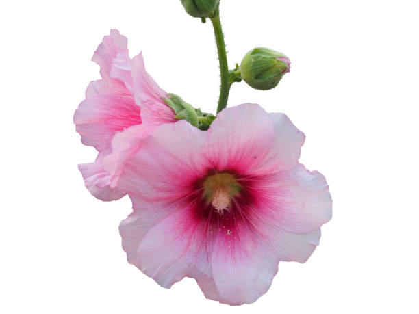 istock Pale pink Hollyhocks flowers, isolated on white background. 1472103617