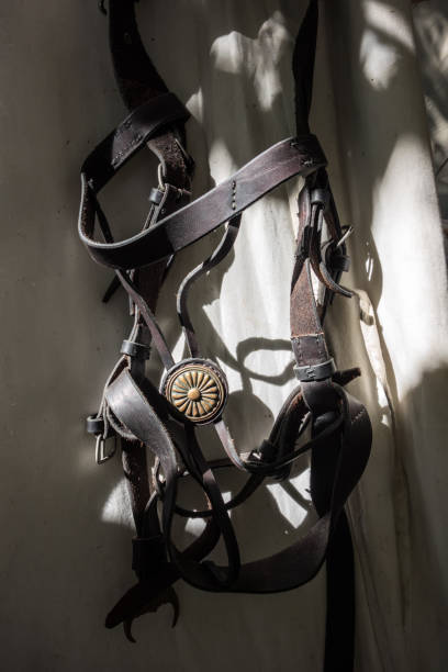 Horse harness close-up. Horse leather harness hanging on the tent.
