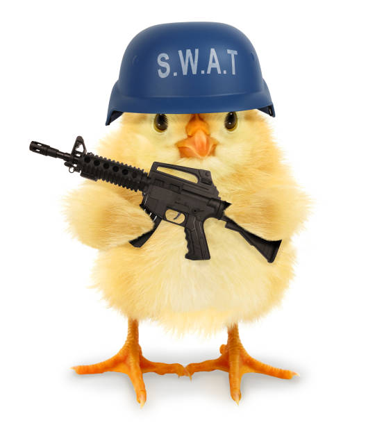 Cute cool chick army military soldier with blue swat helmet and assault rifle weapon funny conceptual image. War concept idea stock photo