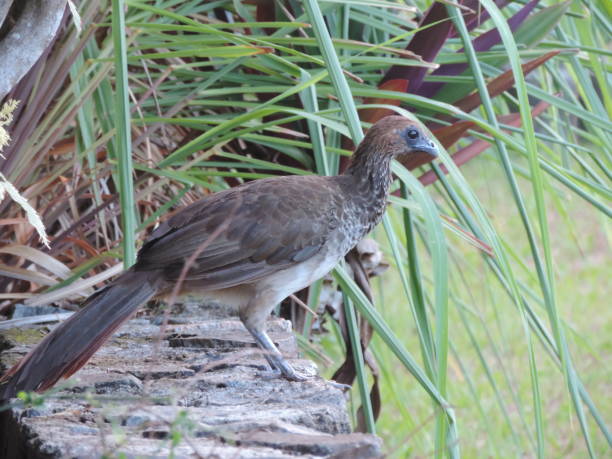 istock East Brazilian Chachalaca 1472105842