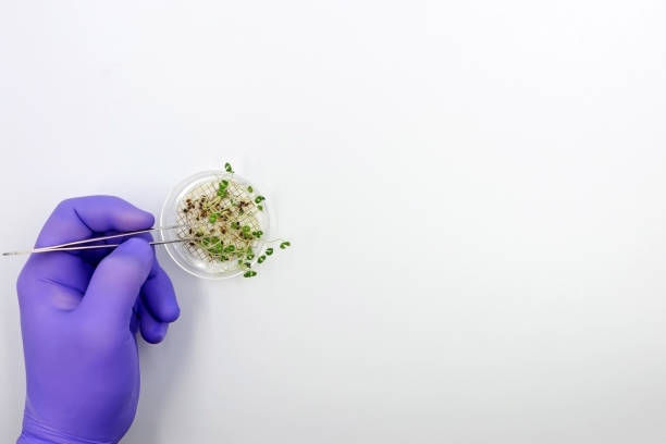 実験室で緑の植物が植えられたペトリ皿でピンセットを使って作業している科学者 - genetic modification genetic mutation genetic research vegetable ストックフォトと画像