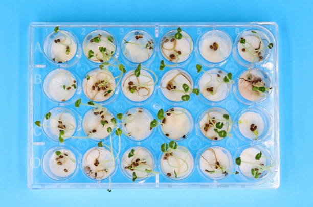 istock A 24-well lab dish where germinated seeds are growing 1472107088