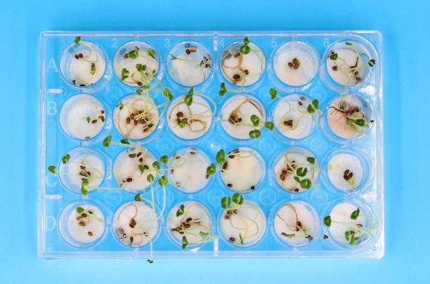 um prato de laboratório de 24 poços onde as sementes germinadas estão crescendo - genetic modification genetic mutation genetic research vegetable - fotografias e filmes do acervo