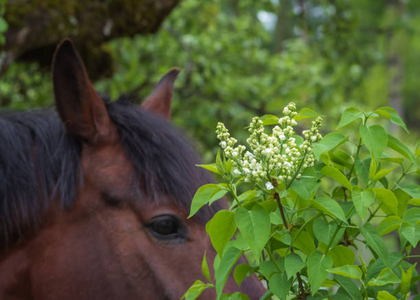 Branch of blooming white lilac bush. Bay horse hiding behind the lilacs
