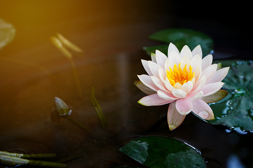 Lotus on a pond