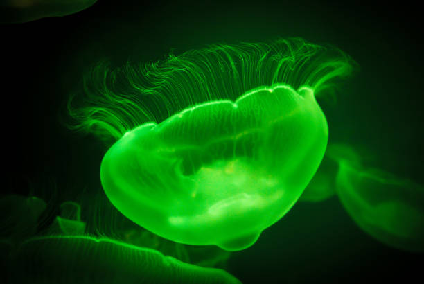Jellyfish in the aquarium stock photo