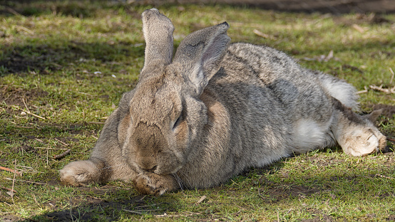 A massive rabbit is resting on the grass.