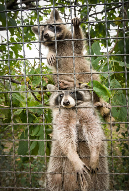 istock Raccoons in a cage at the zoo 1472109473