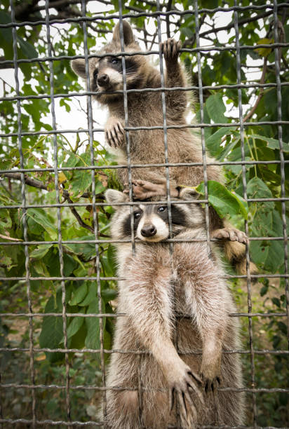 Raccoons in a cage at the zoo stock photo