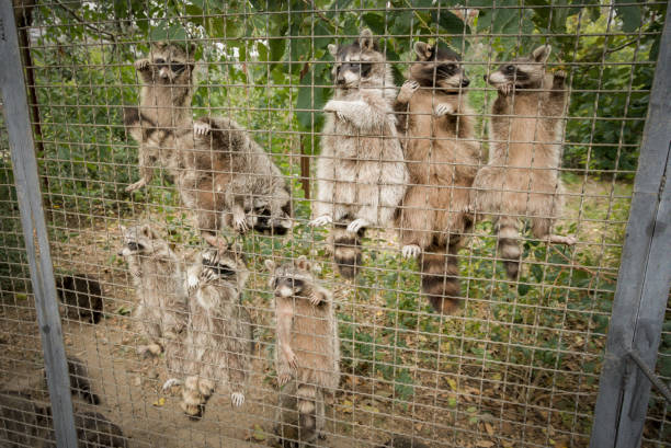 istock Raccoons in a cage at the zoo 1472109557