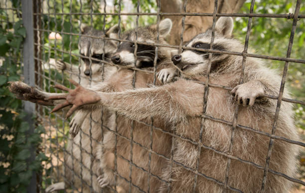 Raccoons in a cage at the zoo stock photo