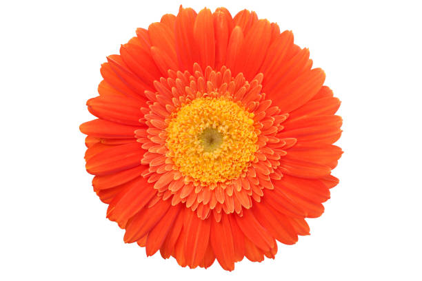 gerbera flower. - flower single flower orange gerbera daisy fotografías e imágenes de stock