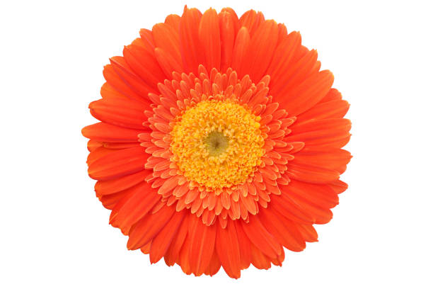 fleur de gerbera. - flower single flower orange gerbera daisy photos et images de collection