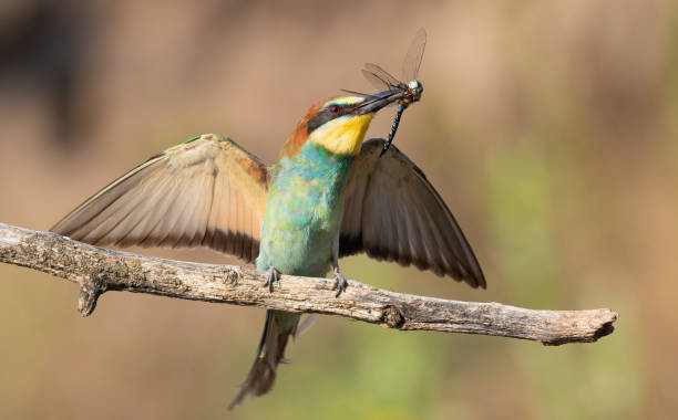 guêpier d’europe, merops apiaster. un oiseau perché sur une branche avec une libellule dans son bec - bee eater colorful bird beautiful bird animal photos et images de collection