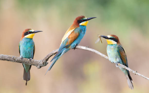 istock European bee-eater, Merops apiaster. Three birds sitting on a branch, one holding a dragonfly 1472111806