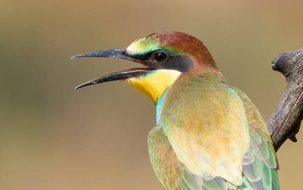 istock European bee-eater, Merops apiaster. Close-up of a young bird with its beak open 1472111825