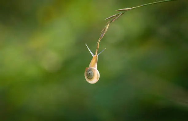 Photo of Snail. The animal hangs at the tip of a blade of grass, against a beautiful blurred background