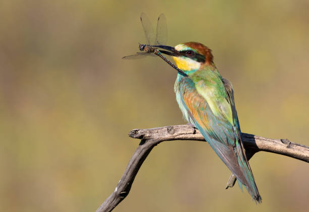 istock European bee-eater, Merops apiaster. A bird holds a dragonfly in its beak 1472111850